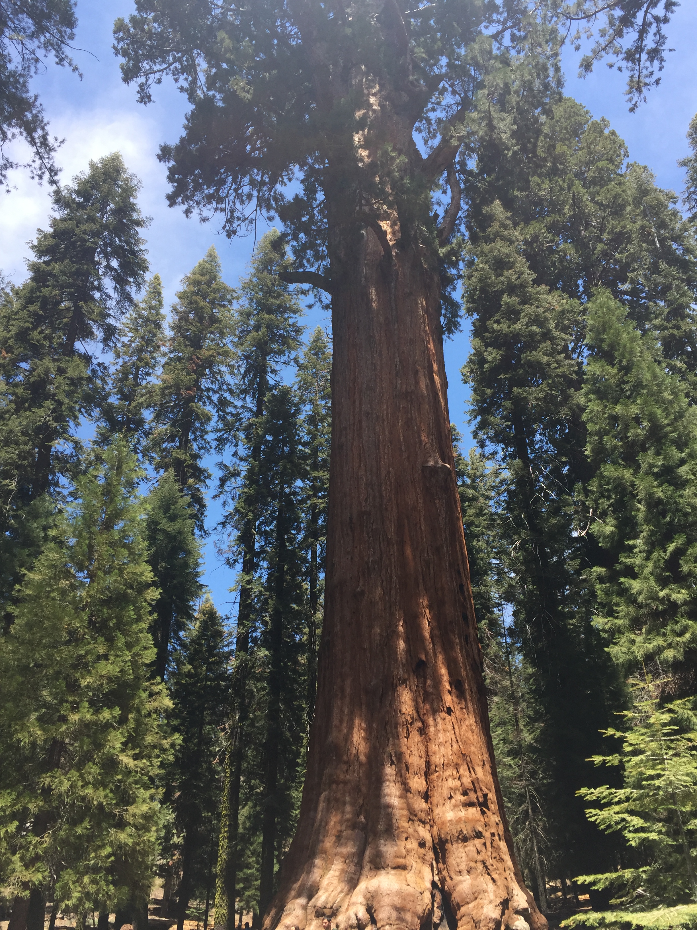 mature sequoia tree
