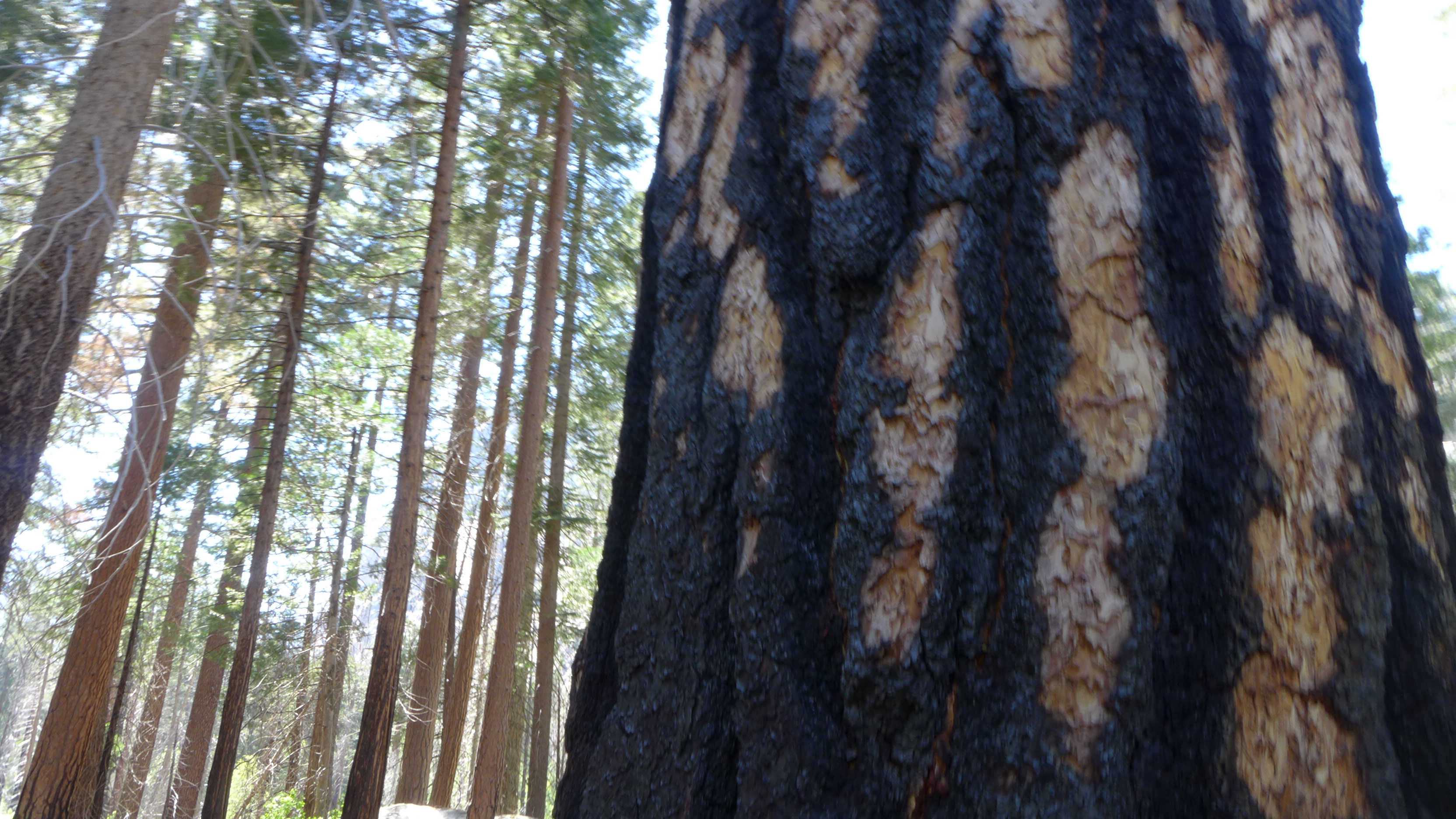 sequoia tree scars